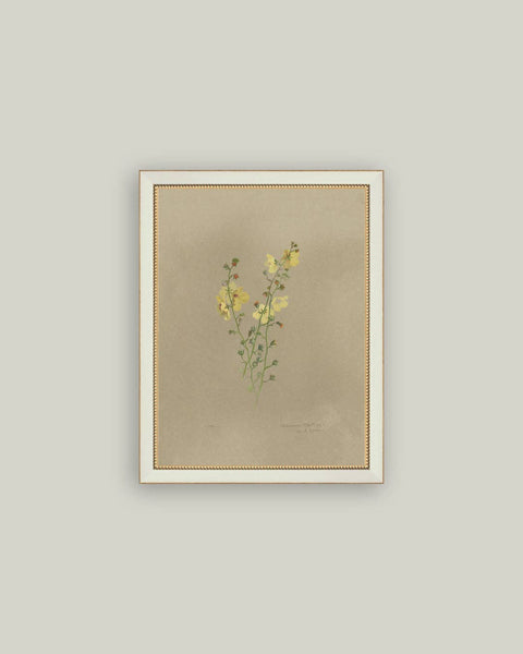 Flowering Yellow Plant Framed Antique Art: 4x6