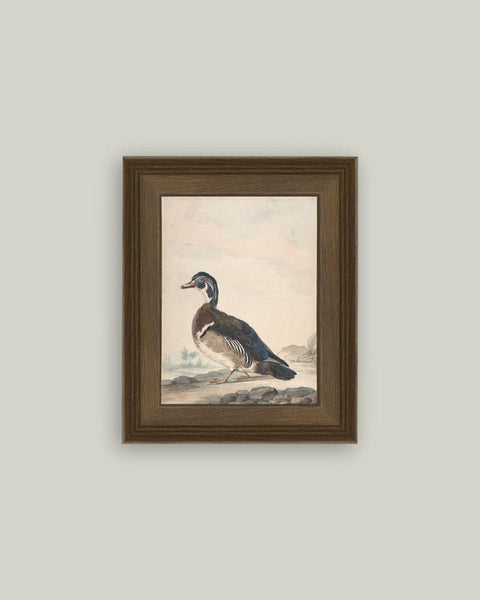 A Duck Framed Antique Art: 8x10