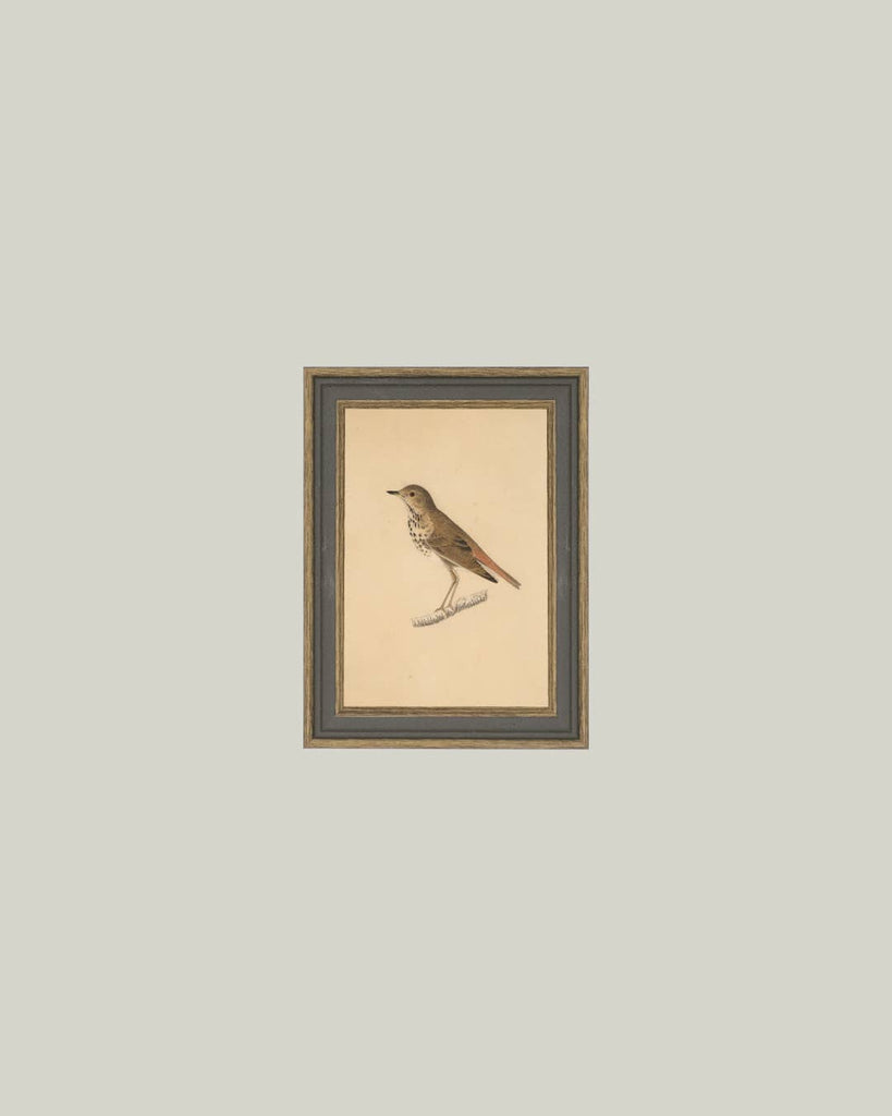 Bird Framed Antique Art: 4x6