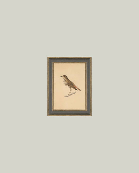 Bird Framed Antique Art: 4x6