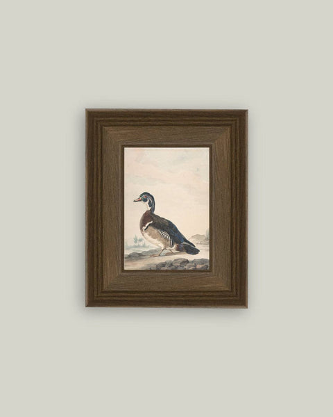 A Duck Framed Antique Art: 8x10