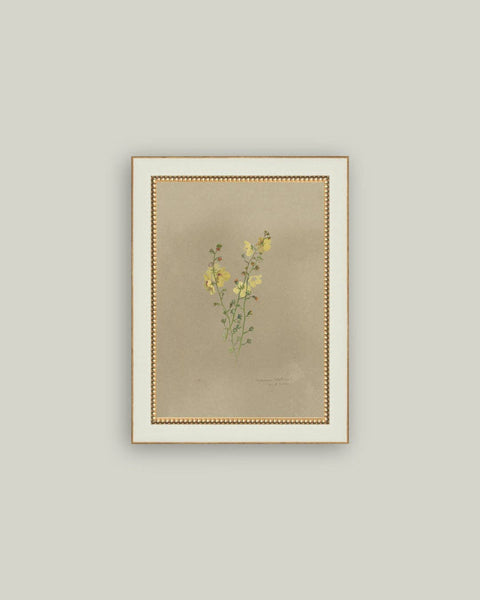 Flowering Yellow Plant Framed Antique Art: 4x6