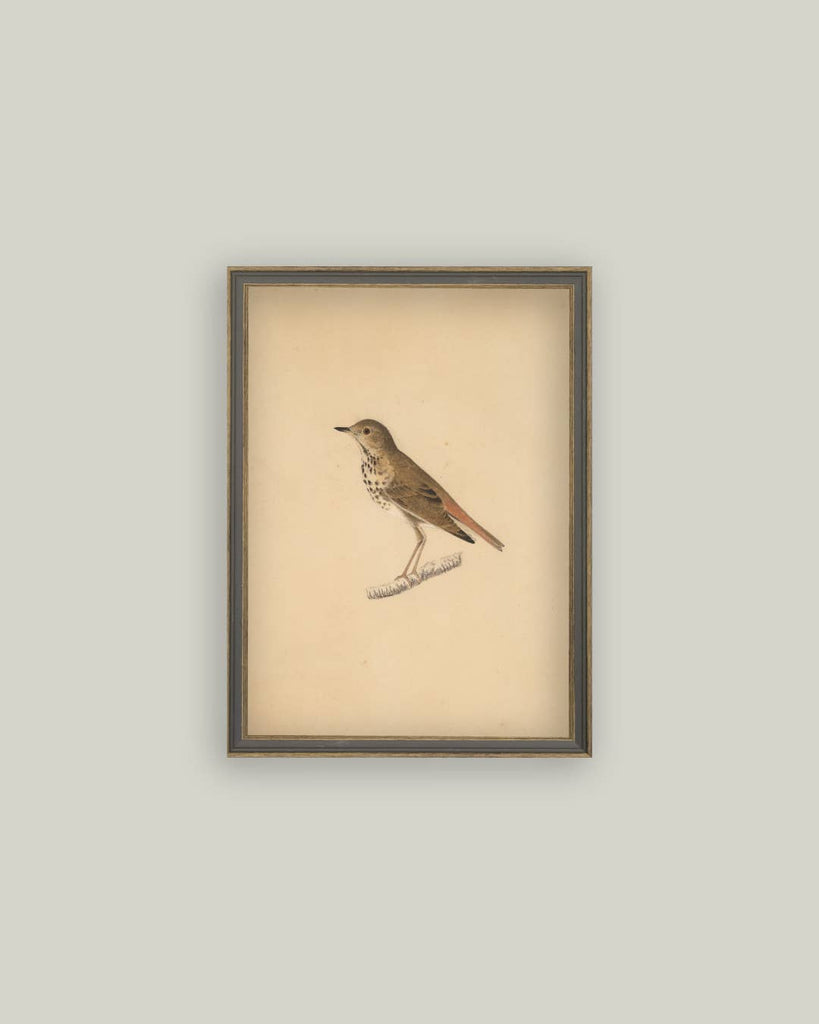 Bird Framed Antique Art: 4x6