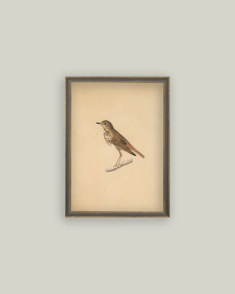 Bird Framed Antique Art: 4x6