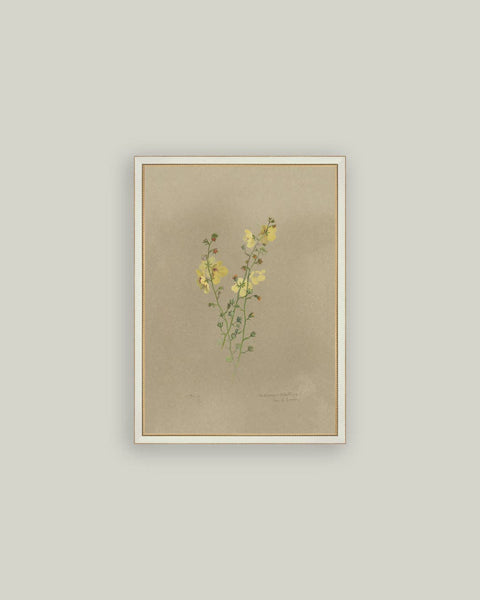 Flowering Yellow Plant Framed Antique Art: 4x6