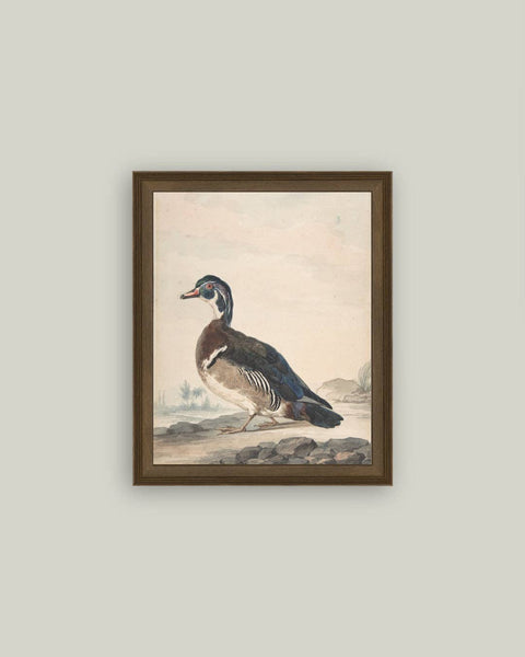 A Duck Framed Antique Art: 5x7