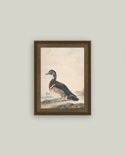 A Duck Framed Antique Art: 5x7