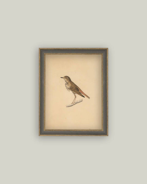 Bird Framed Antique Art: 4x6