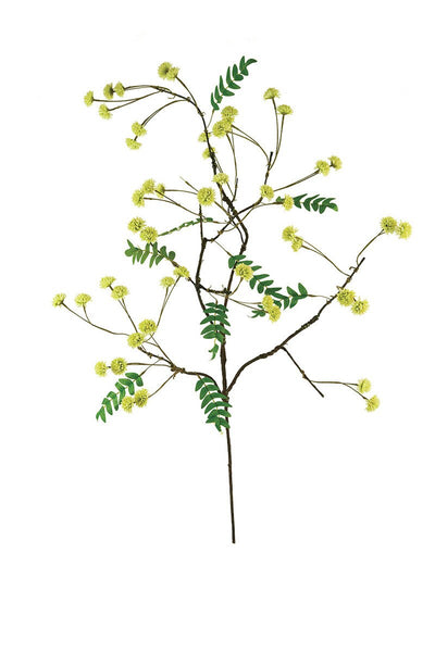 Botanica