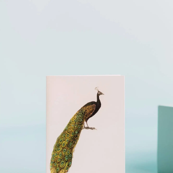 Peacock Greeting Card