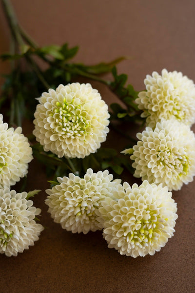 Faux White Ball Dahlias - bundle of 7